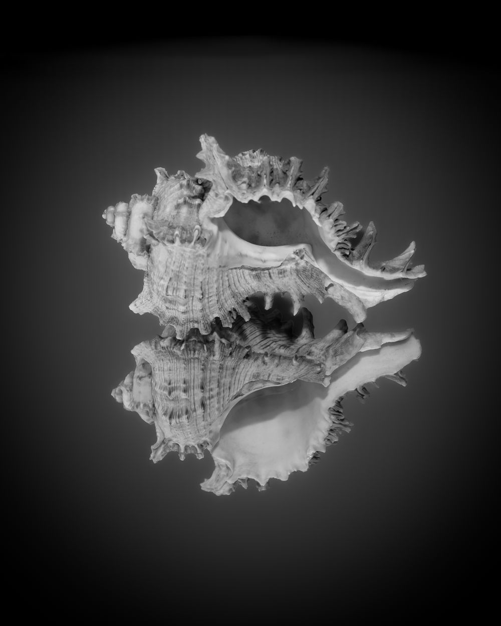 Shell reflection