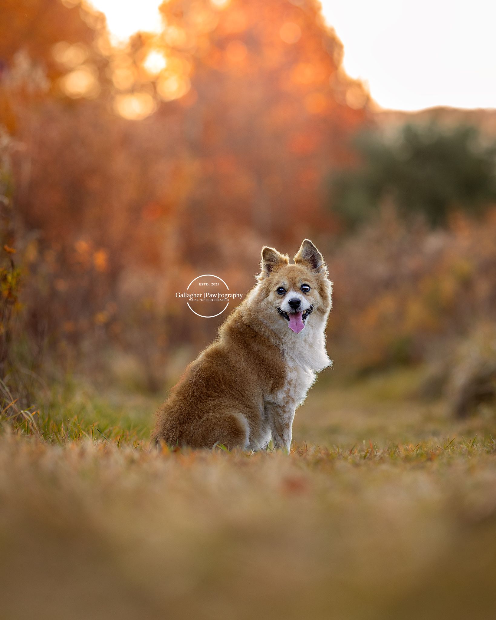 Professional photo of a dog outdoors