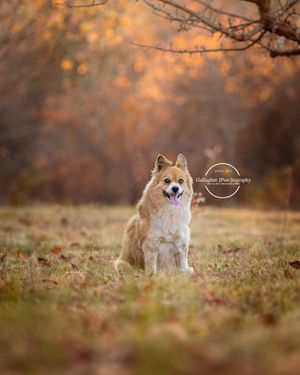 Professional photo of a dog outdoors