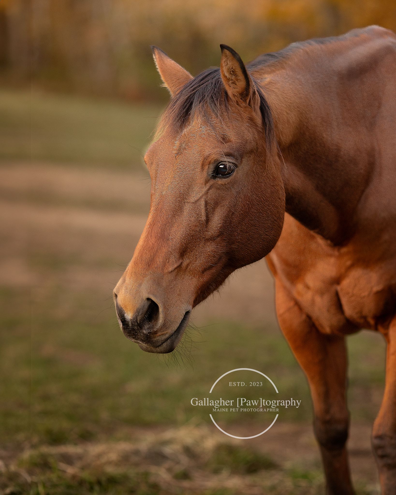 Professional photo of a horse outdoors