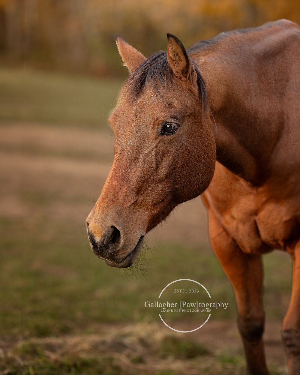 Professional photo of a horse outdoors