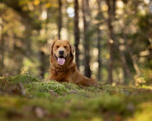 Professional photo of a dog outdoors