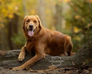 Professional photo of a dog outdoors