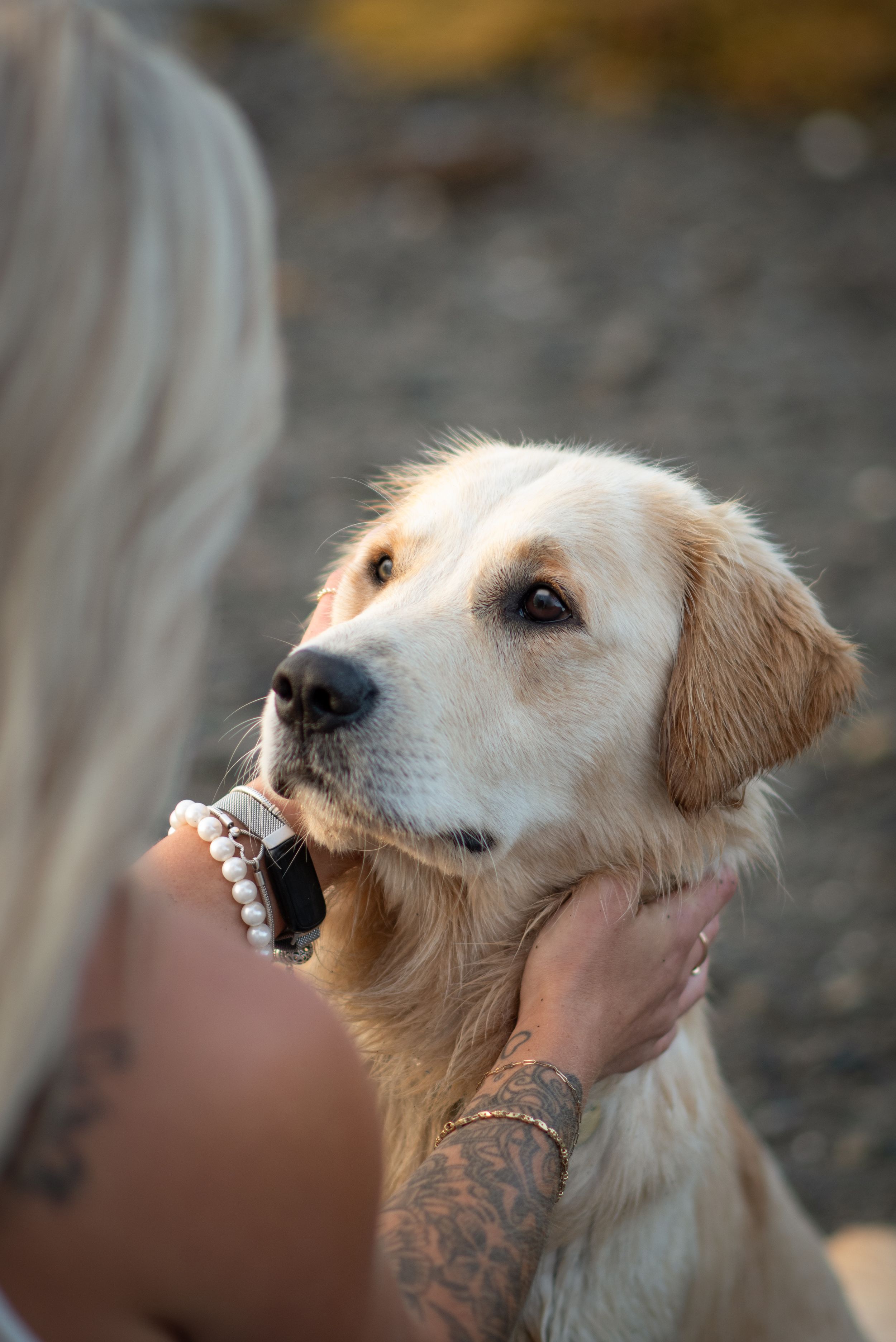 Tattooed blonde woman gently holding the face of an affectionate golden retriever dog outdoors. Dog Photo by Xenophon Photography in Maine.