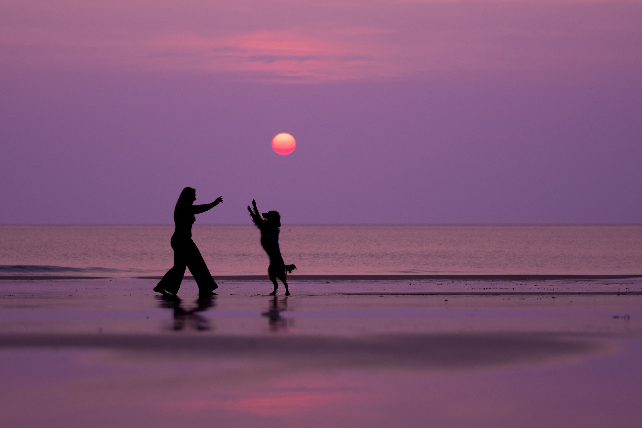 Silhouette of a person playing with a jumping dog on a beach during a stunning purple sunset. Dog Photo by Xenophon Photography in Maine.