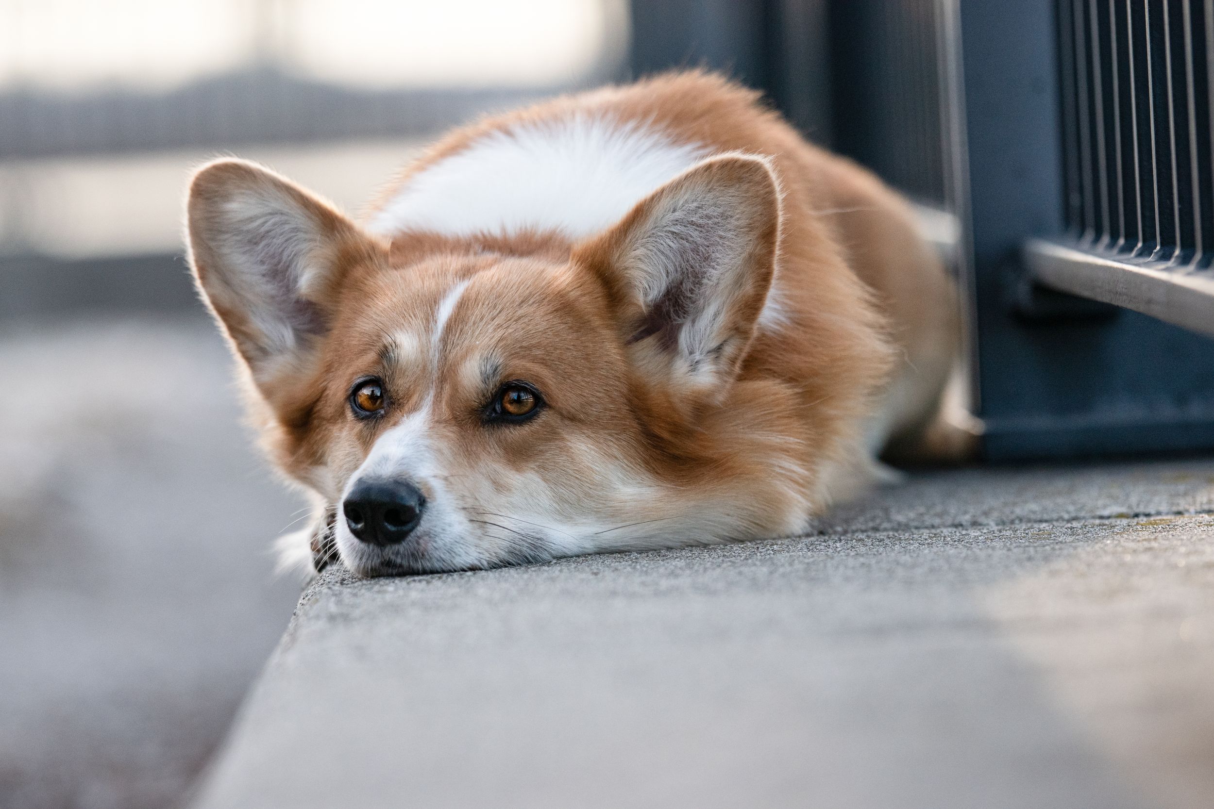 Pembroke Welsh Corgi dog lying flat on a concrete floor with big alert ears. Dog Photo by Xenophon Photography in Maine.