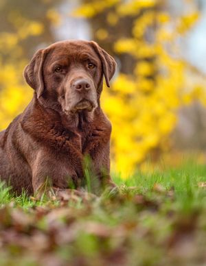 Chocolate Labrador Retriever sitting on green grass with vibrant yellow autumn foliage in the background. Photo by Xenophon Photography in M