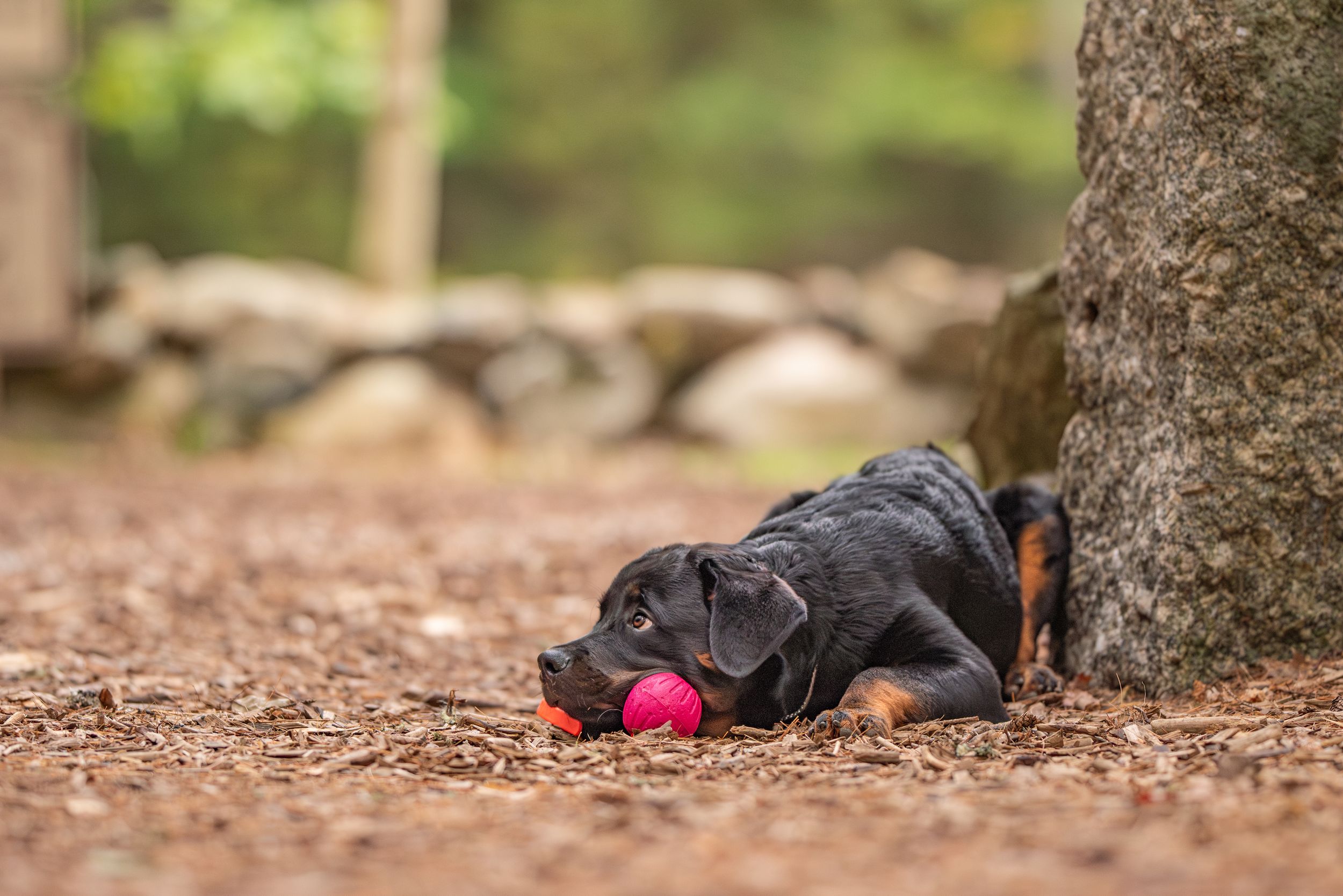 Black Rottweiler puppy playing with a red ball beside a tree trunk outdoors. Photo by Xenophon Photography in Maine.