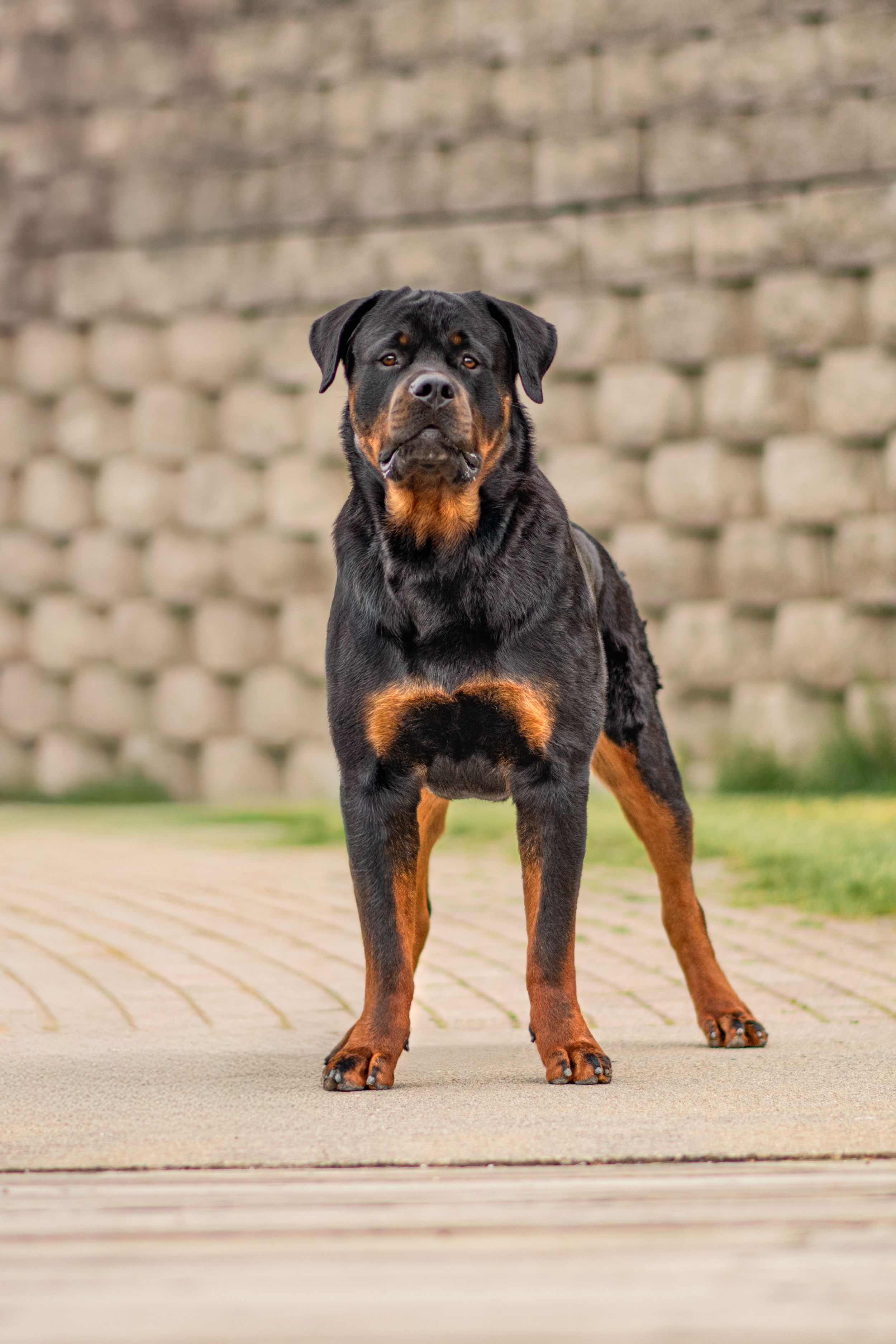 Strong Rottweiler dog standing alert on a paved surface with a stone wall background. Dog Photo by Xenophon Photography in Maine.