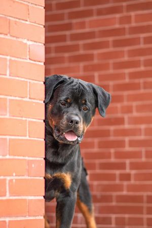Rottweiler dog peeking around a red brick wall corner with tongue out. Dog Photo by Xenophon Photography in Maine.