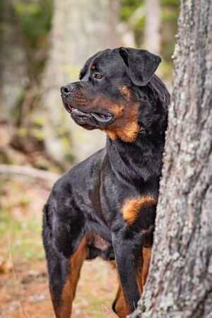 Rottweiler dog standing beside a tree trunk in a forest, looking alert. Dog Photo by Xenophon Photography in Maine.