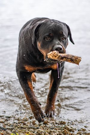 Wet Rottweiler dog carrying a stick while walking through shallow water. Dog Portrait by Xenophon Photography in Maine.