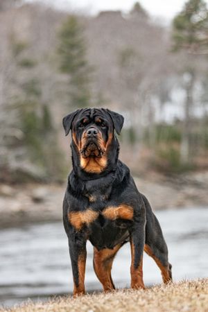 Powerful Rottweiler dog standing alert outdoors near a river in overcast conditions. Photo by Xenophon Photography in Maine.