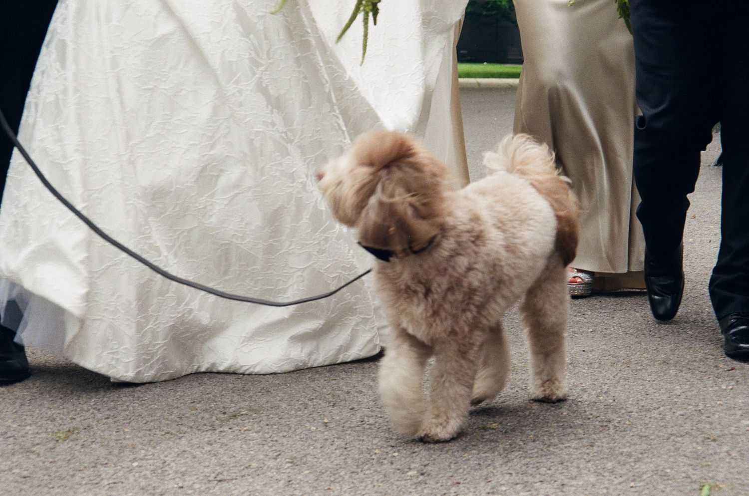 Small brown dogs wearing white bow ties walk along a wedding aisle with white fabric decorations.