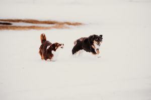 A series of photos showing a brown bear chasing a black bear through deep snow in a dramatic encounter.