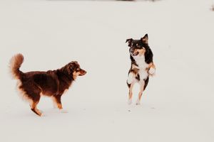 A brown and white dog running and jumping in sequence shown in multiple action shots against a light background.