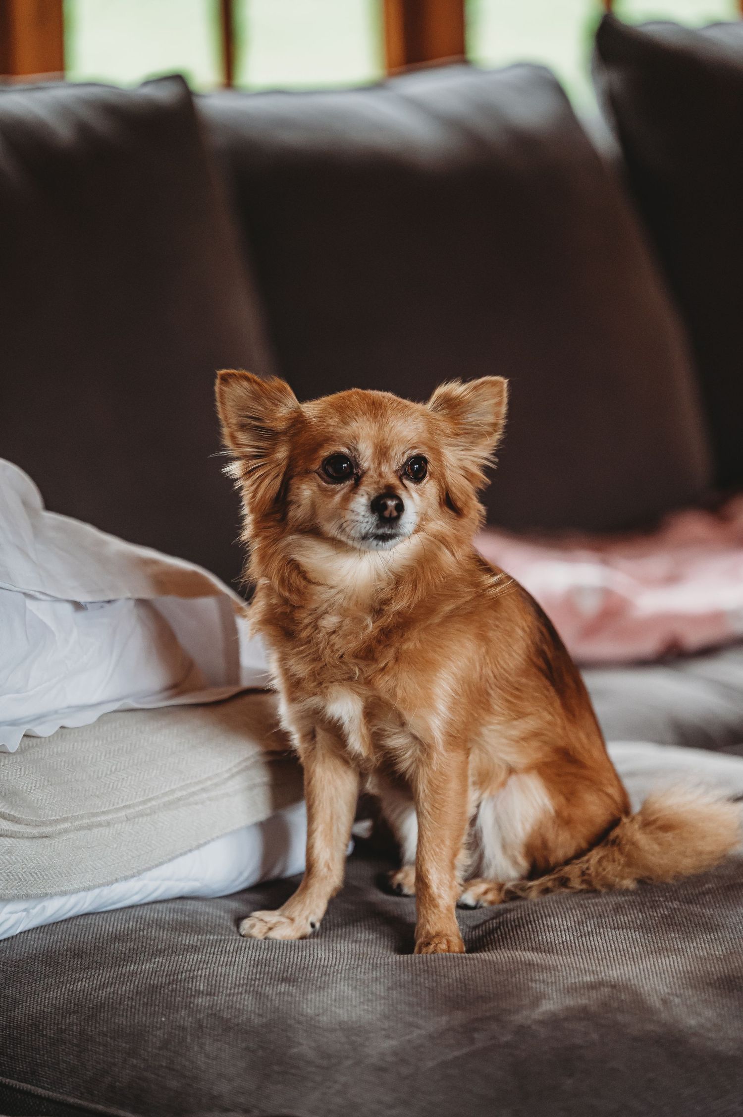 A small brown Chihuahua mix dog sits alertly on a dark brown leather couch.