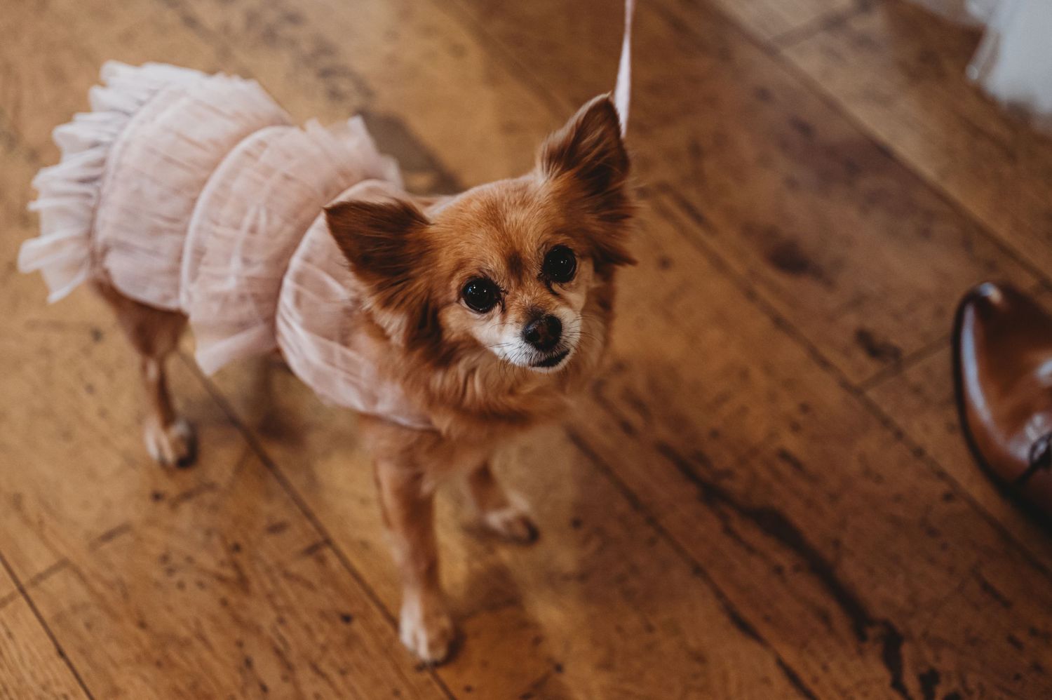 Small chihuahua dog wearing a pink tutu dress on hardwood floors.