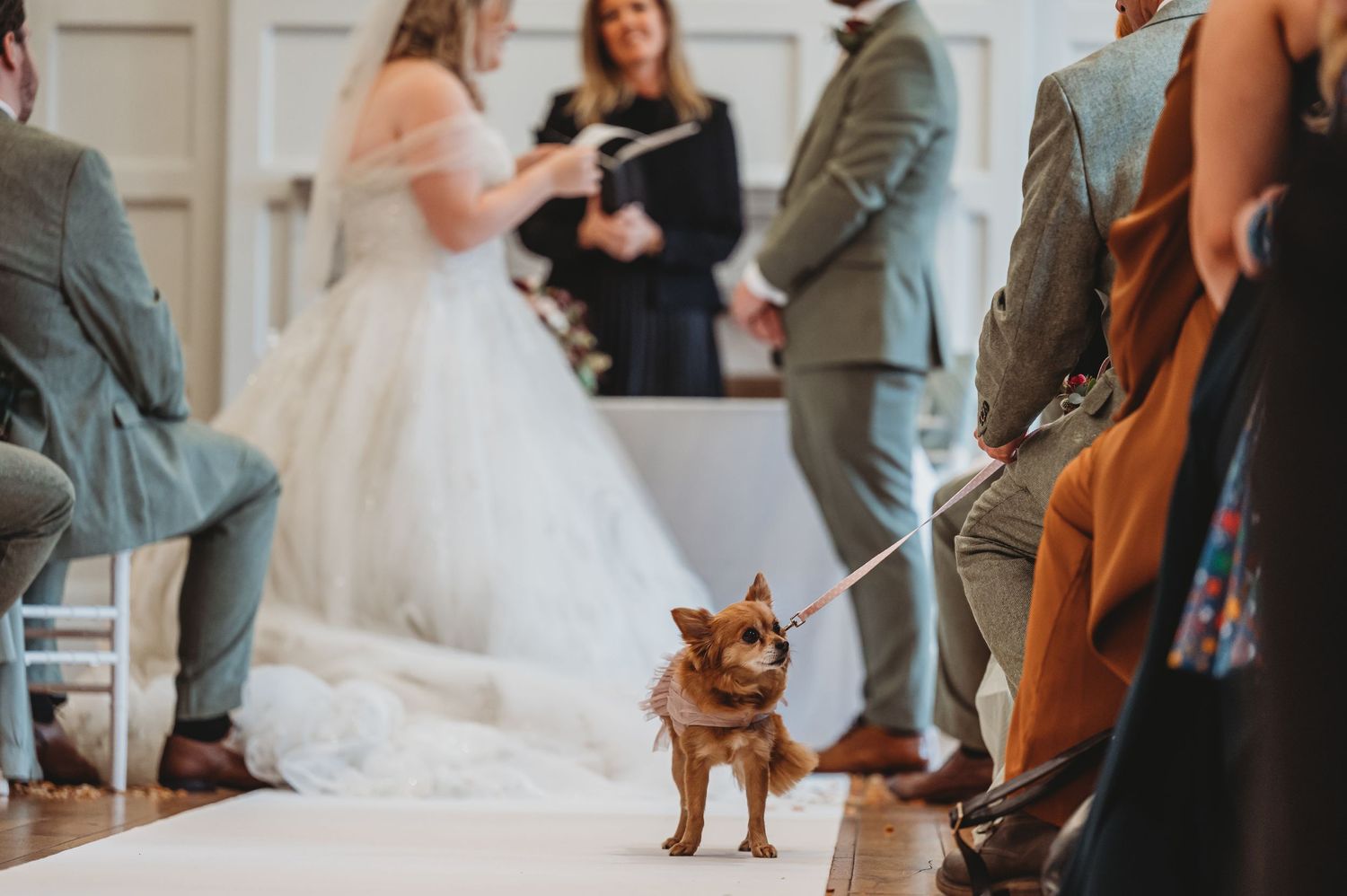 A small brown dog walks down the aisle during a wedding ceremony as attendees look on.