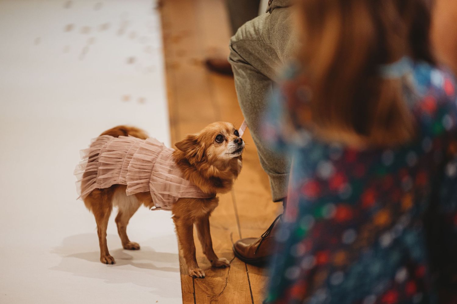Small brown dog in formal attire watches attentively during wedding ceremony.