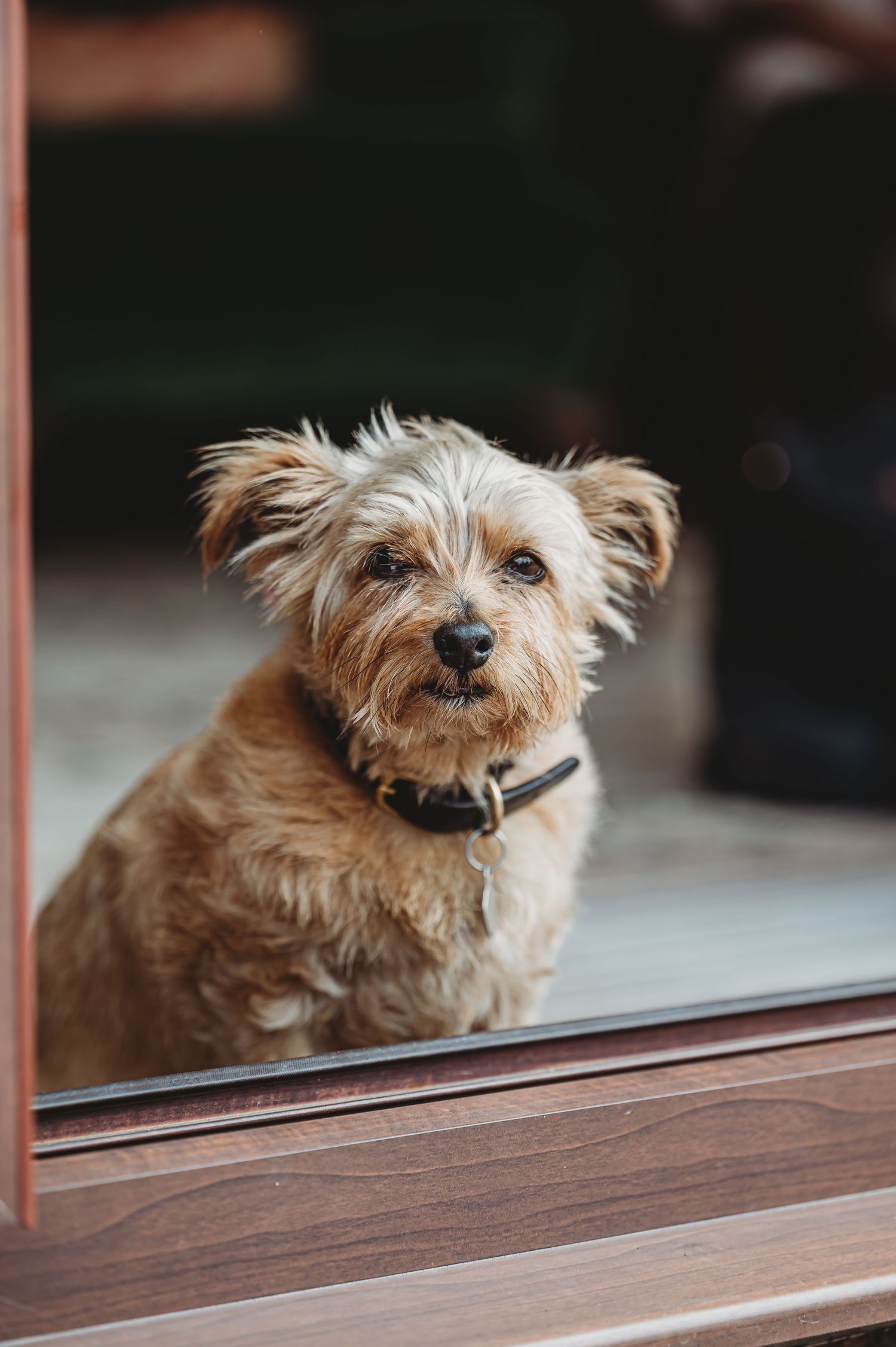 A scruffy tan terrier dog with messy fur looks out through a window, wearing a dark collar.