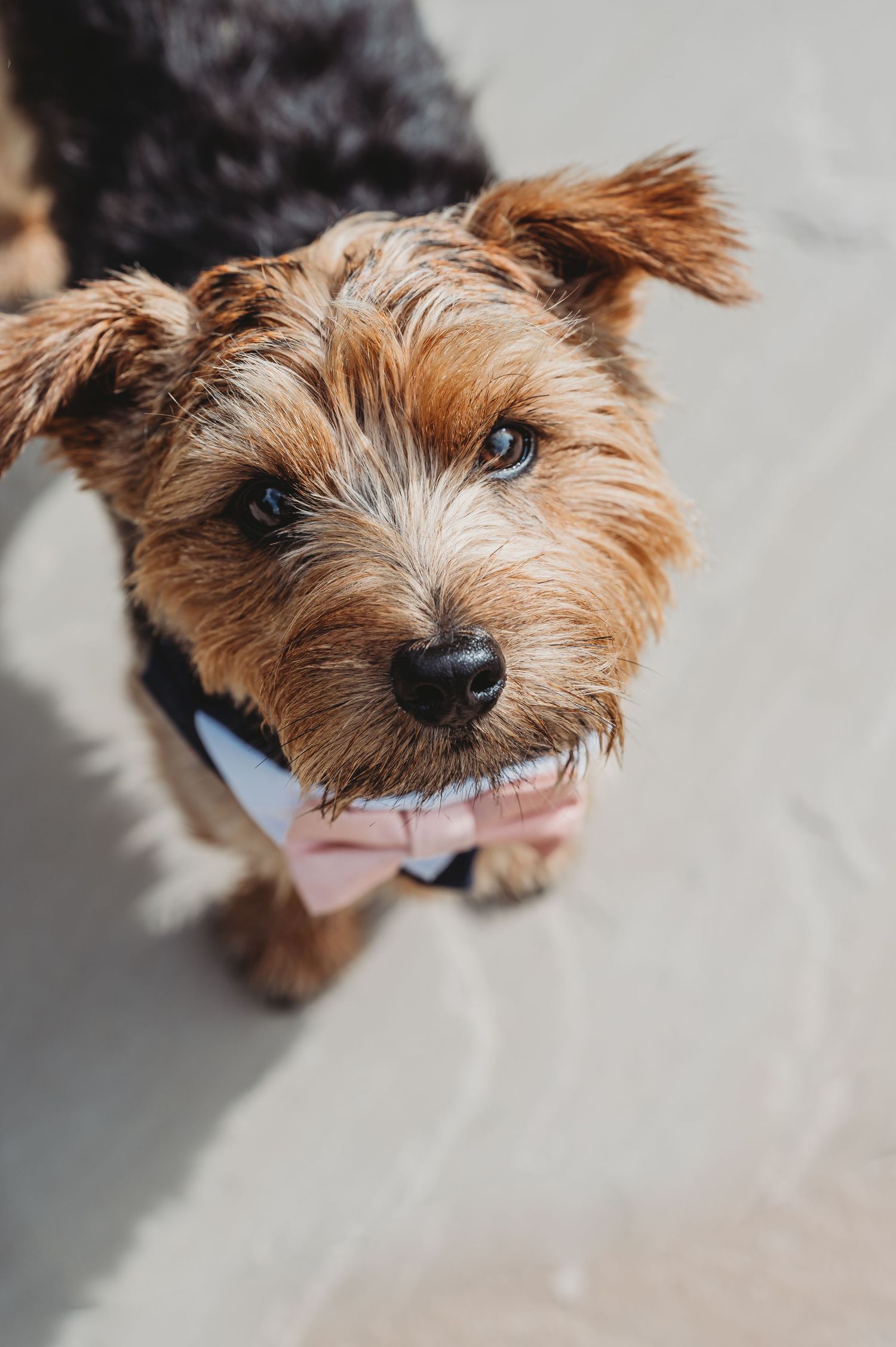 Adorable scruffy brown Yorkshire Terrier puppy with bright blue eyes looking up at camera while wearing a light collar.