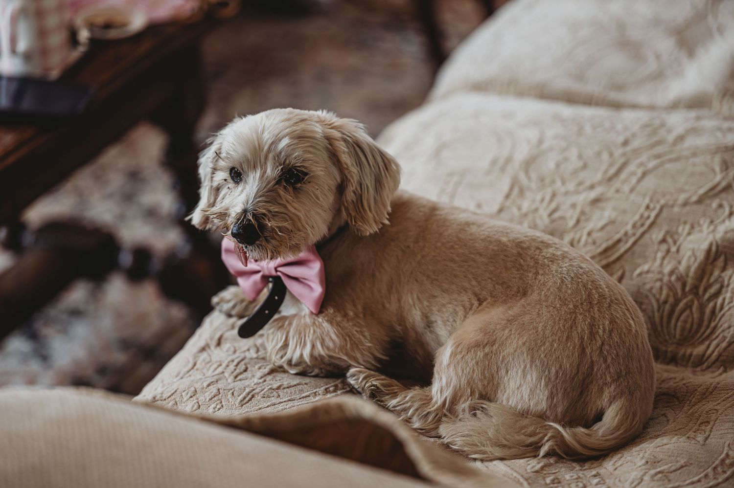 A brown mixed breed dog with a pink collar relaxes on a beige couch.