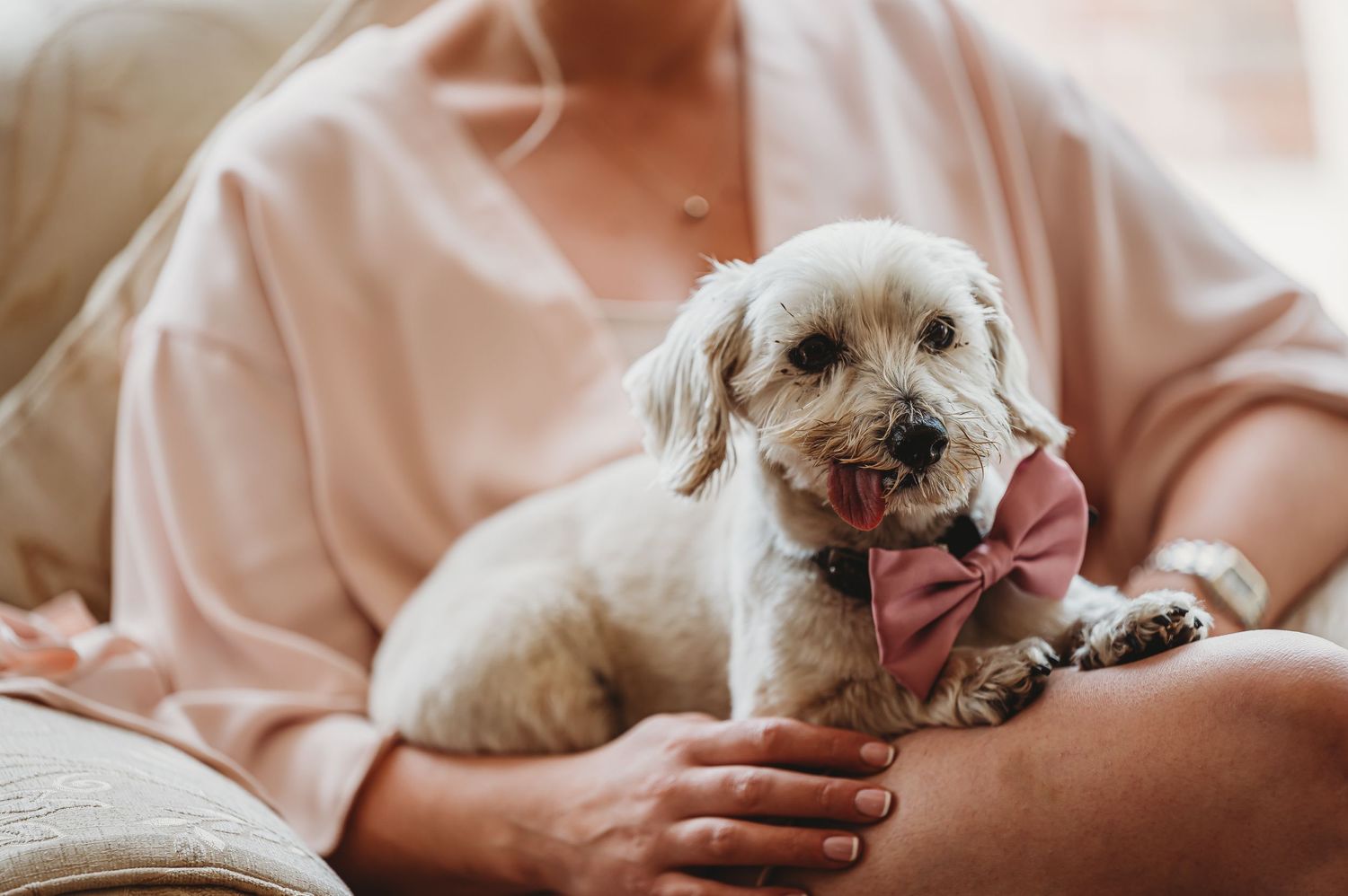 Small white dog wearing pink bowtie sits comfortably on couch with its owner during relaxed indoor moment.