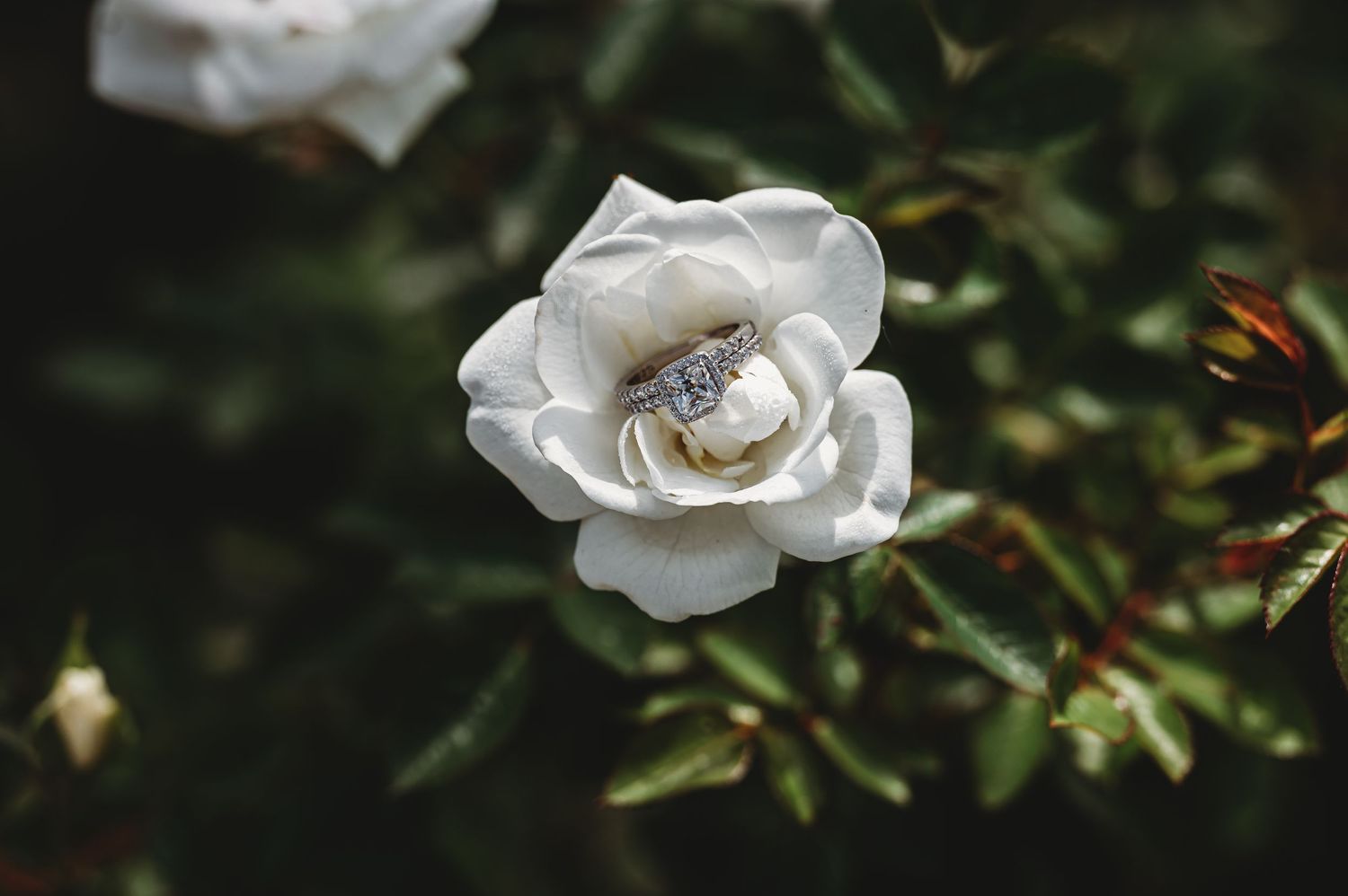 A diamond engagement ring nestles in the center of a pristine white rose bloom against dark green foliage.