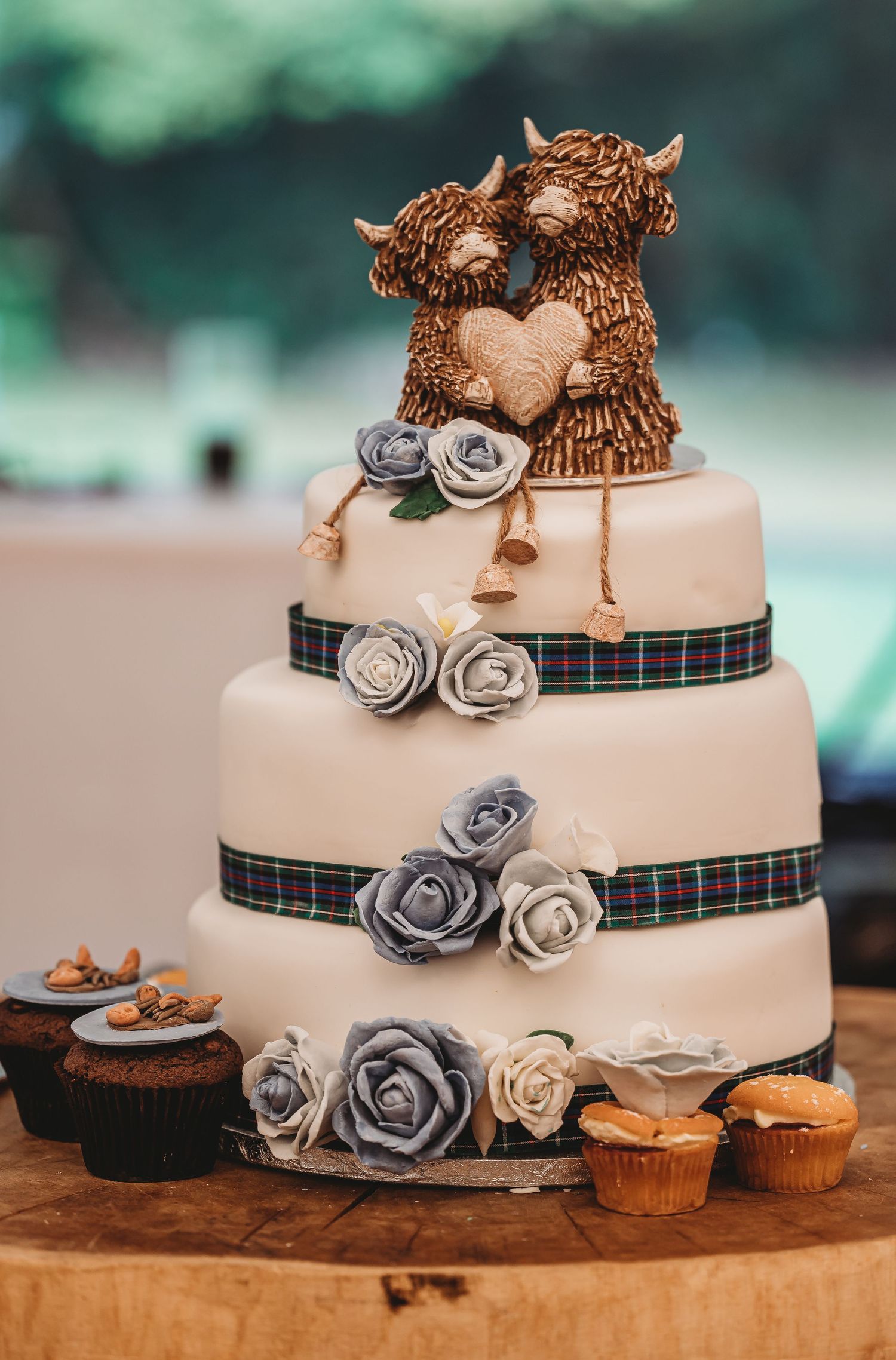 Three-tier white wedding cake decorated with plaid ribbons, grey roses, and adorable Highland cow cake toppers.