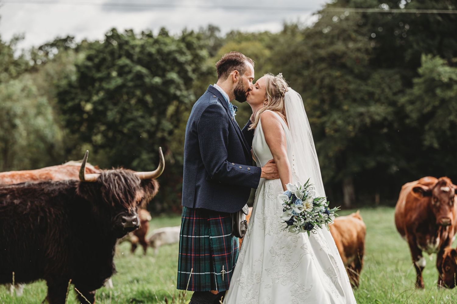 A Scottish countryside wedding celebration with highland cattle grazing in a green field backdrop.