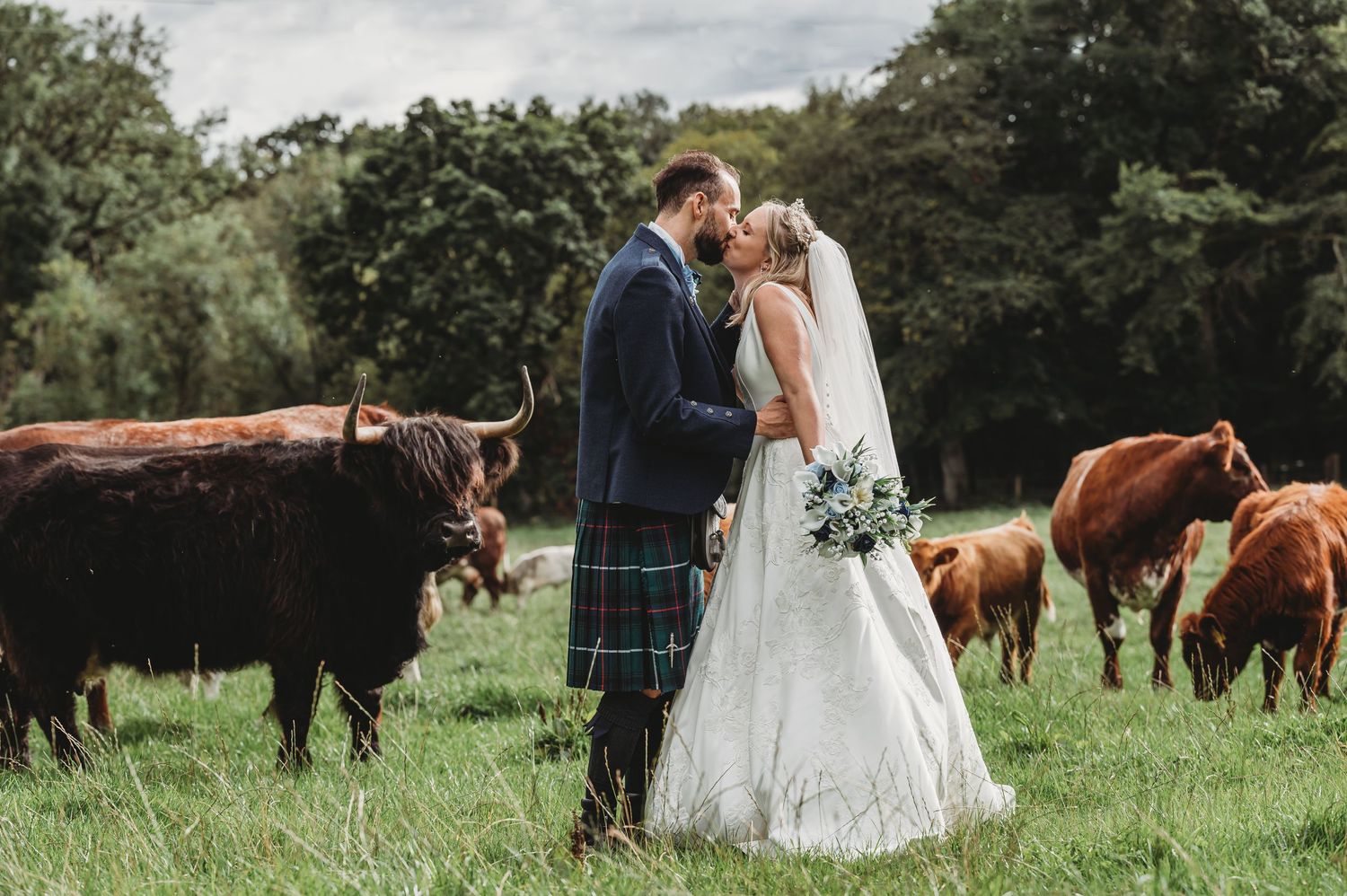 Wedding couple shares intimate moment in Scottish countryside field with Highland cattle grazing nearby.