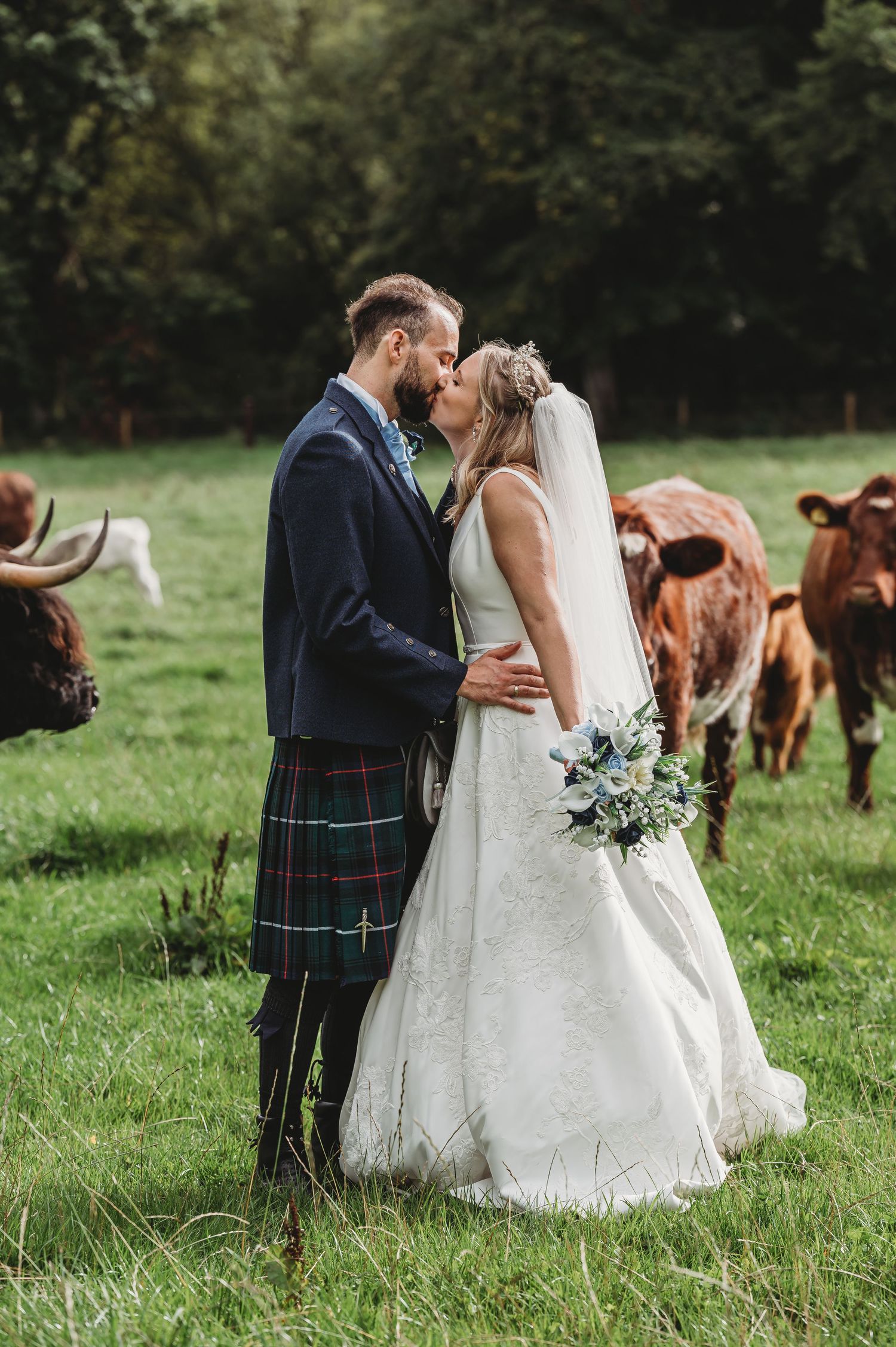 A couple shares an intimate moment in their wedding attire in a field with Highland cattle grazing in the background.
