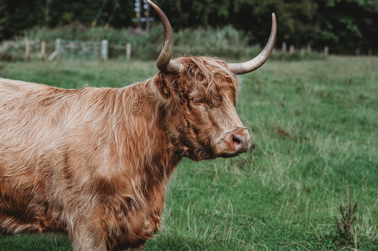 Close-up profile view of a Highland cow with long horns and shaggy brown fur grazing in a green pasture.