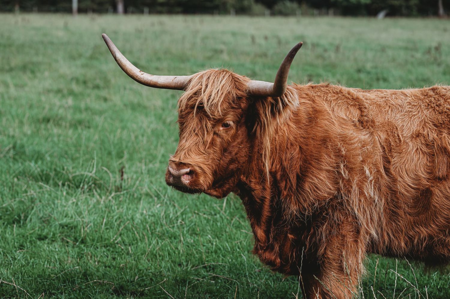 A rustic Highland cow with long horns and shaggy reddish-brown fur stands in a green pasture.