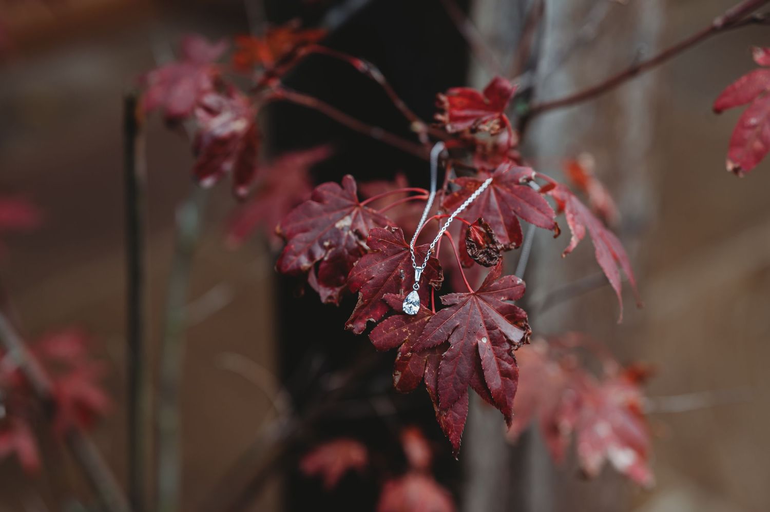 Red maple leaves with raindrops clinging to branches create a moody autumn scene in soft focus.