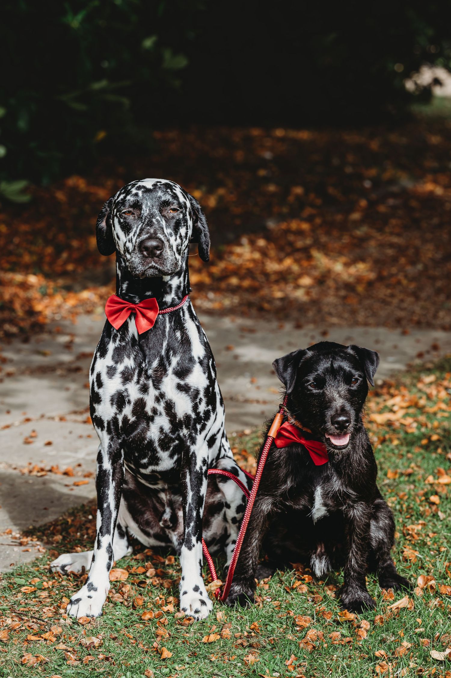 Dalmatian and black dog wearing red bow ties sit together on autumn path.