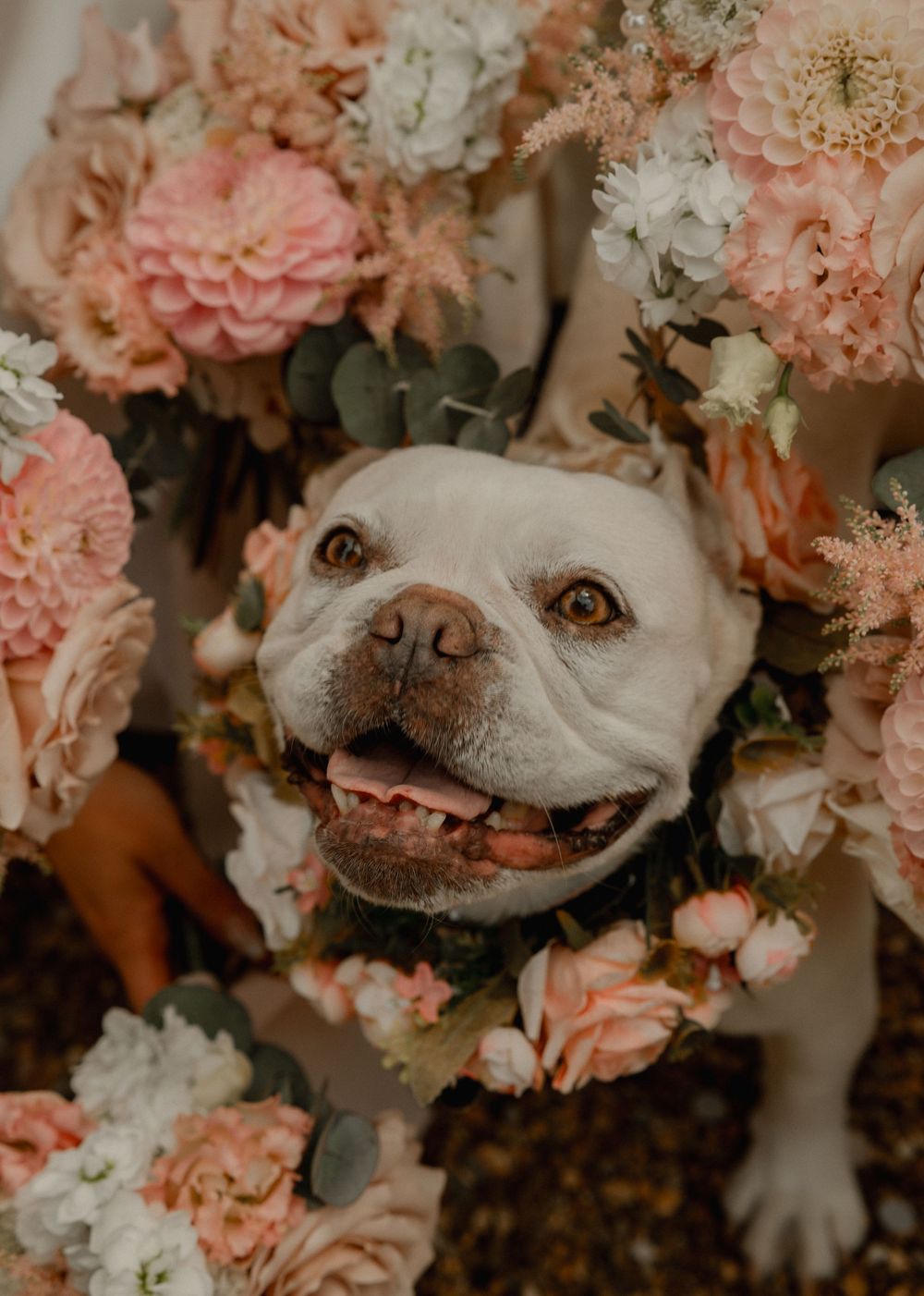 Happy white pit bull smiling among pink and white flowers in a romantic floral arrangement setting.