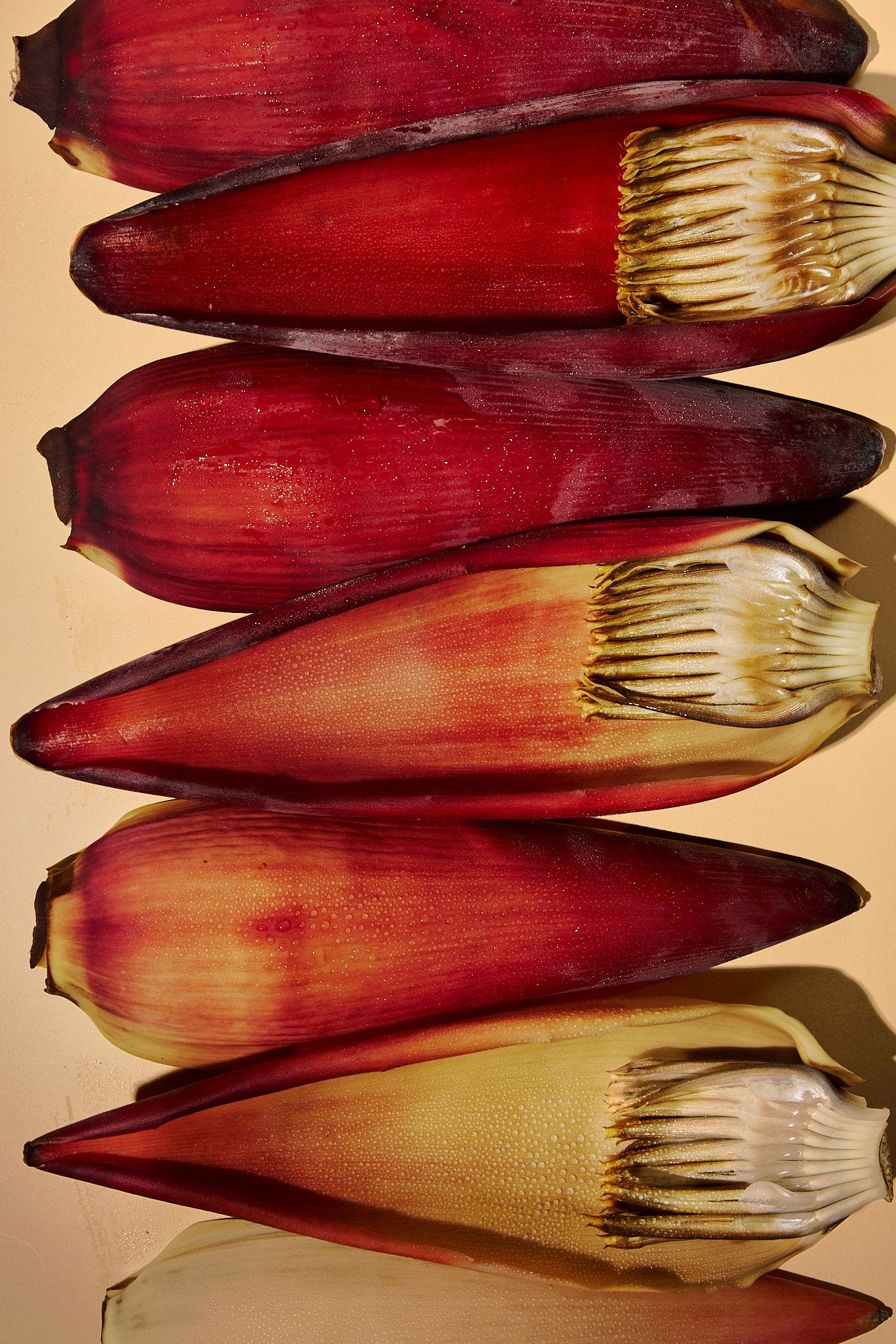 Palm Leaf, harsh lighting, macro