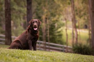 Chocolate lab sitting on a green hill to the left of the image, staring back at the photographer