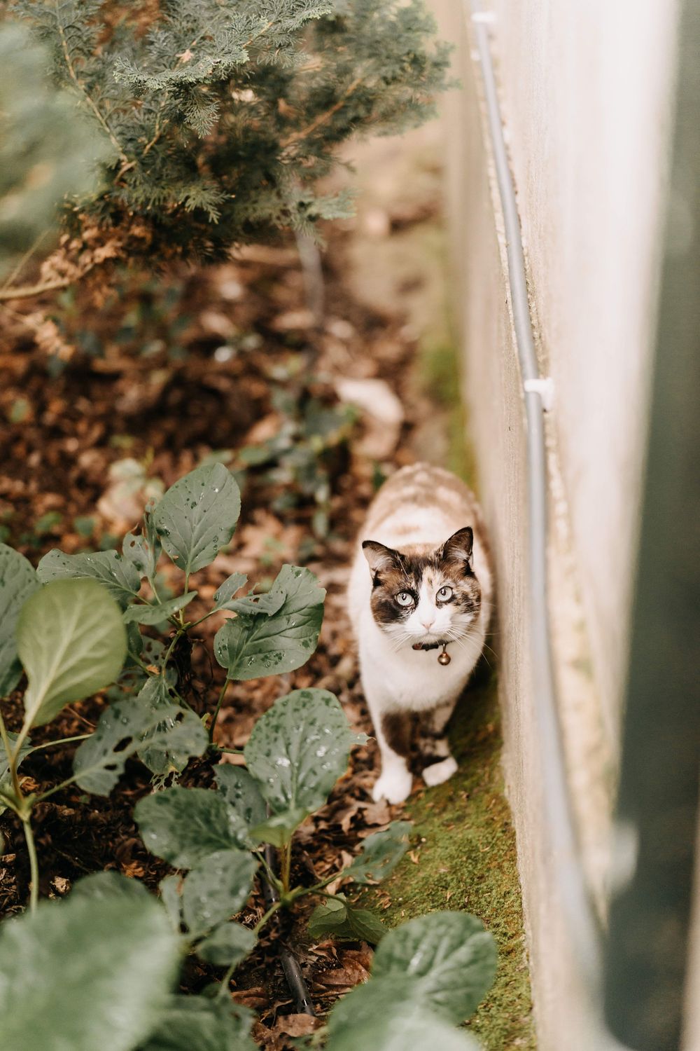 Calico cat with bell collar peeks out from behind green foliage in a garden setting with soft natural lighting.