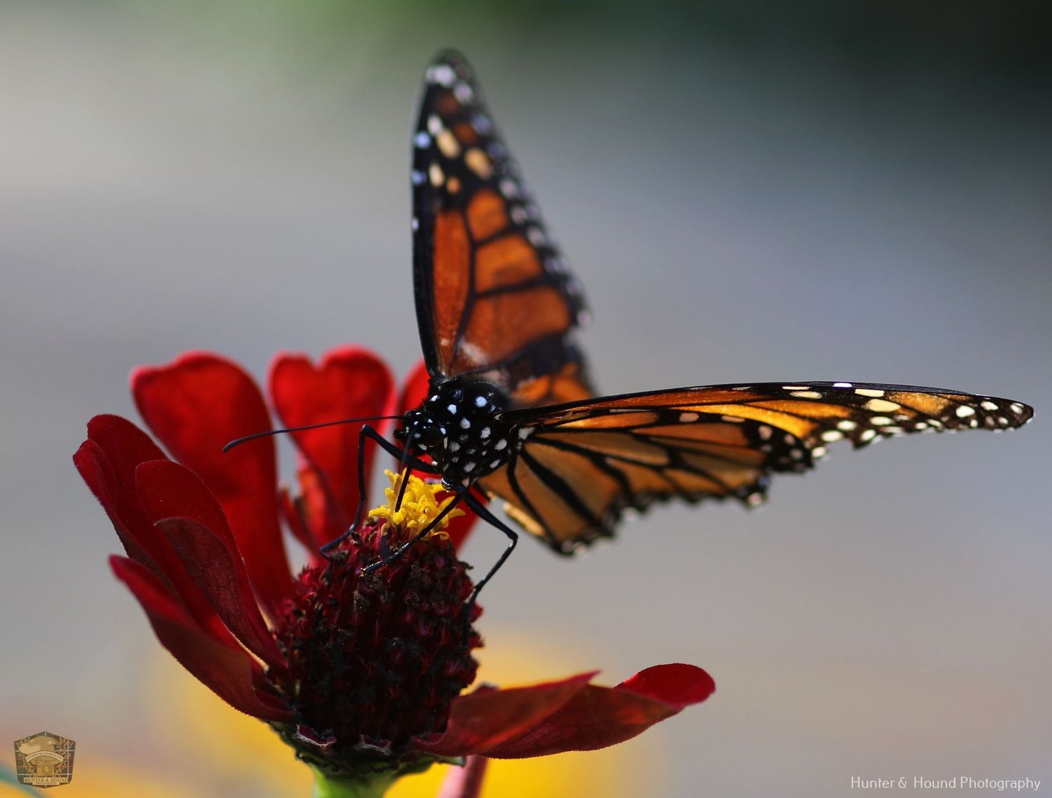Beautiful Butterfly
