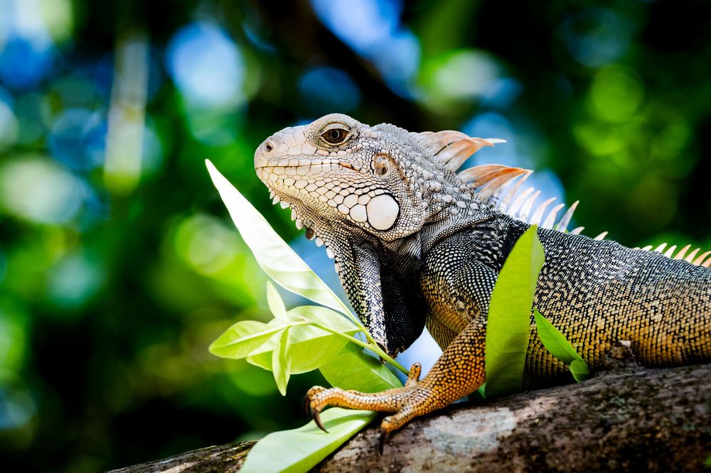 A detailed close-up of a green iguana basking in sunlight, showing textured scales and spines against blurred foliage.