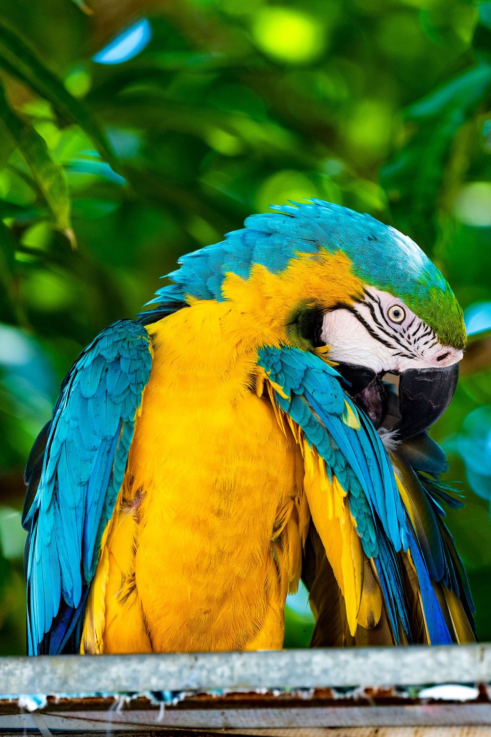 A vibrant blue and gold macaw parrot preens its feathers while perched on a surface against a green background.