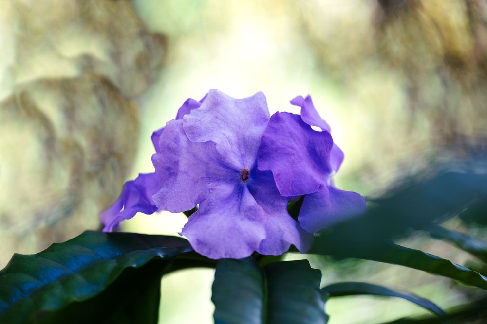 Beautiful purple iris flowers bloom against a soft blurred natural background in gentle lighting.