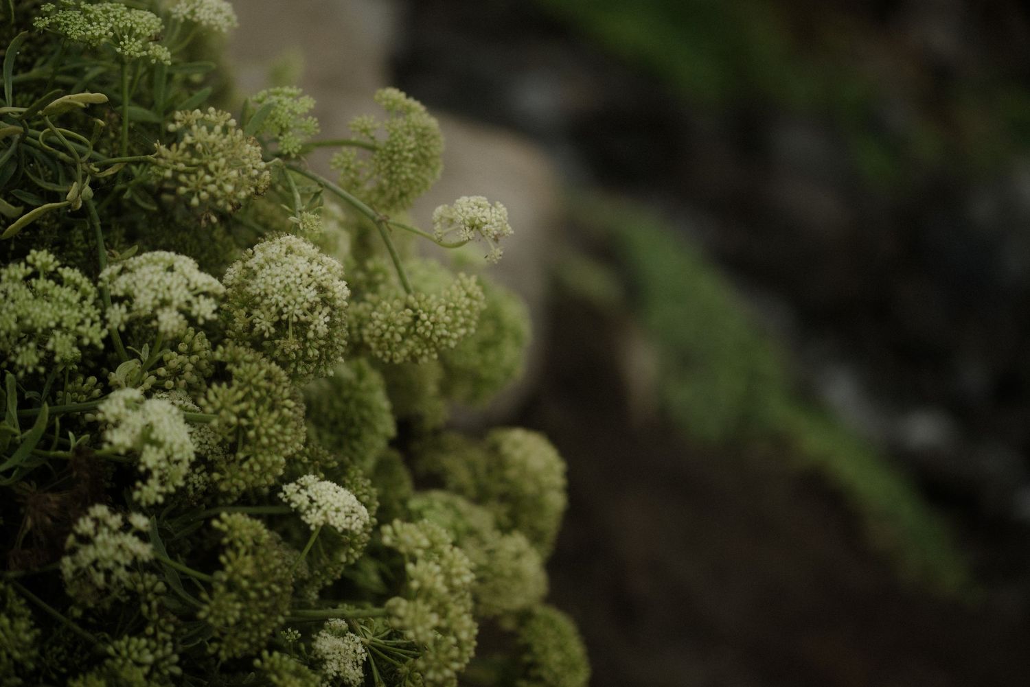 Delicate white elderflowers bloom against a dark background in a natural setting.