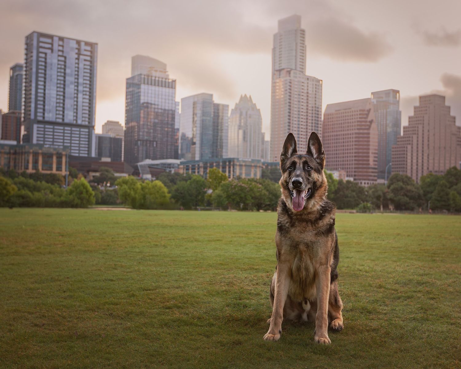 Porter, a German shepherd dog sits in front of the Austin, Texas, skyline at Auditorium Shores.