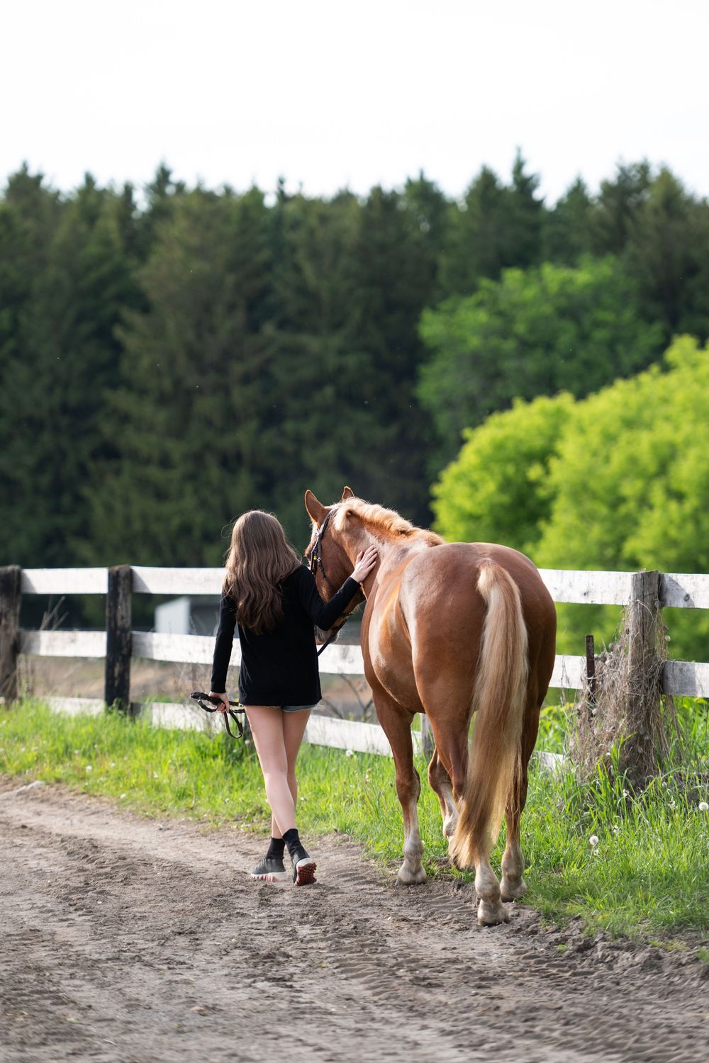A person walks with a horse along a dirt path next to a white fence and green trees.