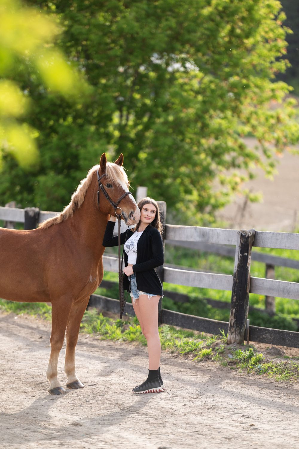 A chestnut horse stands next to a wooden fence on a dirt path while being groomed in bright sunlight.