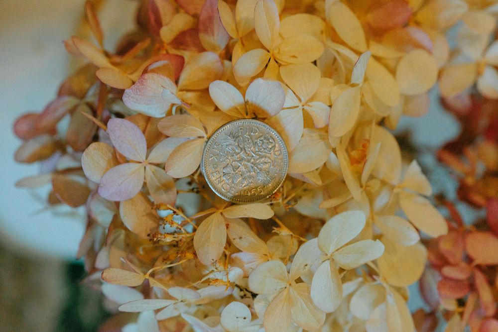 Delicate yellow hydrangea flowers bloom in clusters against a soft blurred background in warm autumn tones.